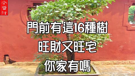 門前種什麼樹好|門前種樹有講究，5種樹旺宅，3種樹瞎種是大忌